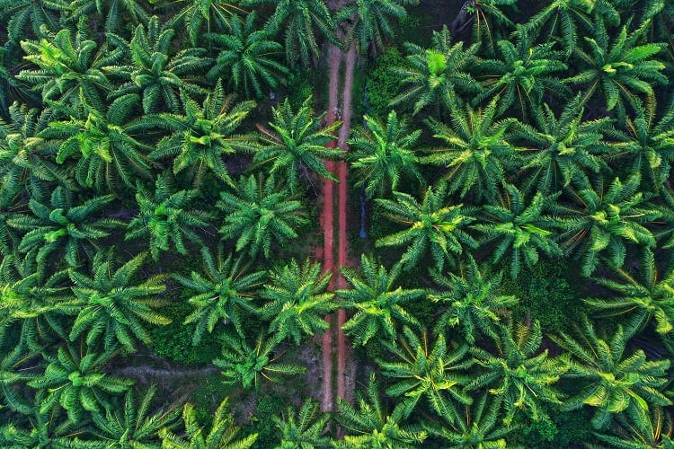 RSPO standards updated: What are the changes and do they align with EUDR?