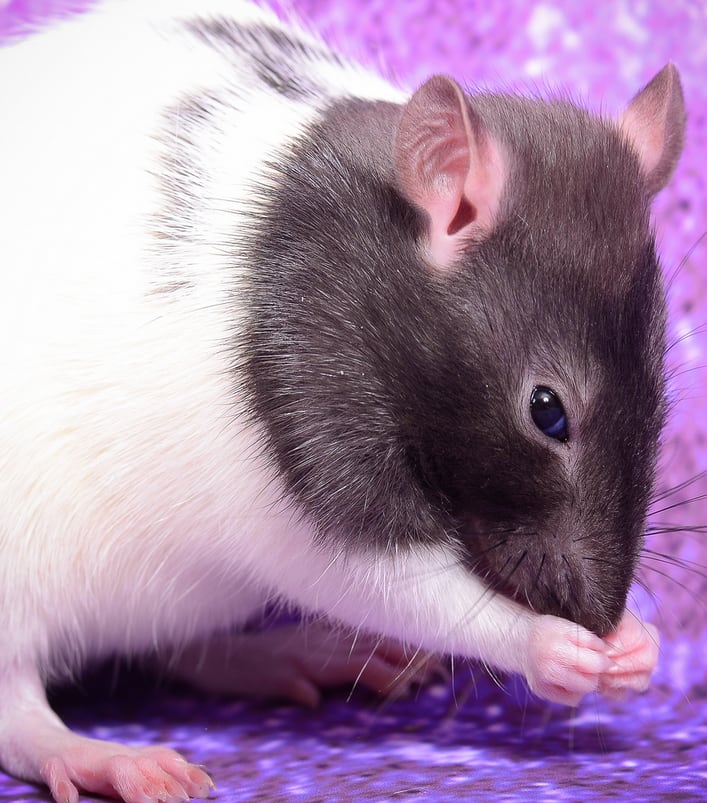 rat2.png