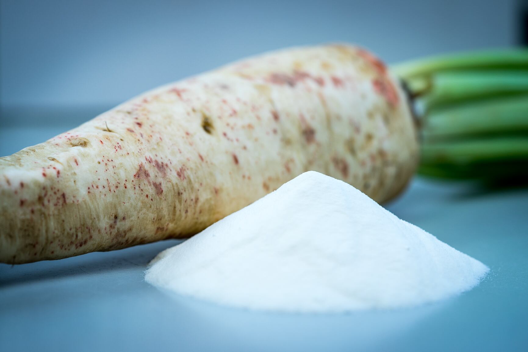 Chicory root fibre increases good gut bacteria regardless of food application, research asserts