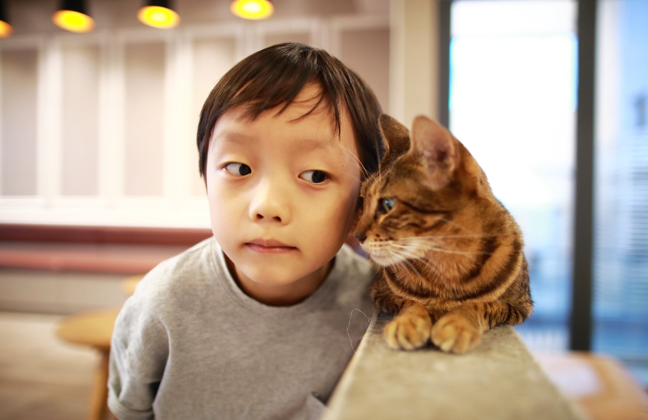 Feline frenzy: The inside track on China’s pet food market