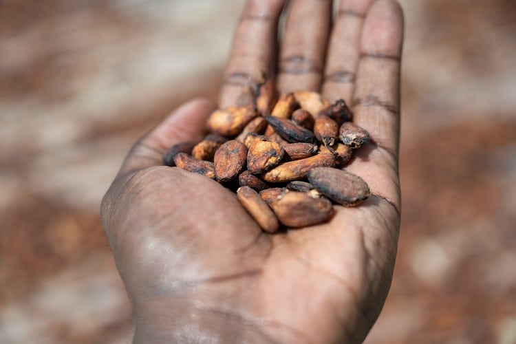Nestlé’s Income Accelerator Program in Côte d'Ivoire aims to enhance productivity in cocoa farming