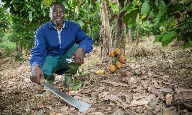 Barry Callebaut announces 44% of cocoa beans in its supply chain sustainably sourced