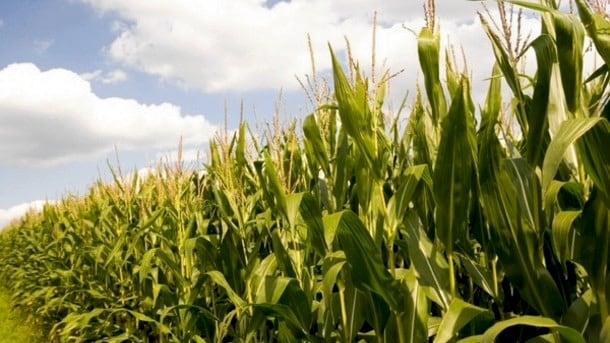 Syngenta.jpg