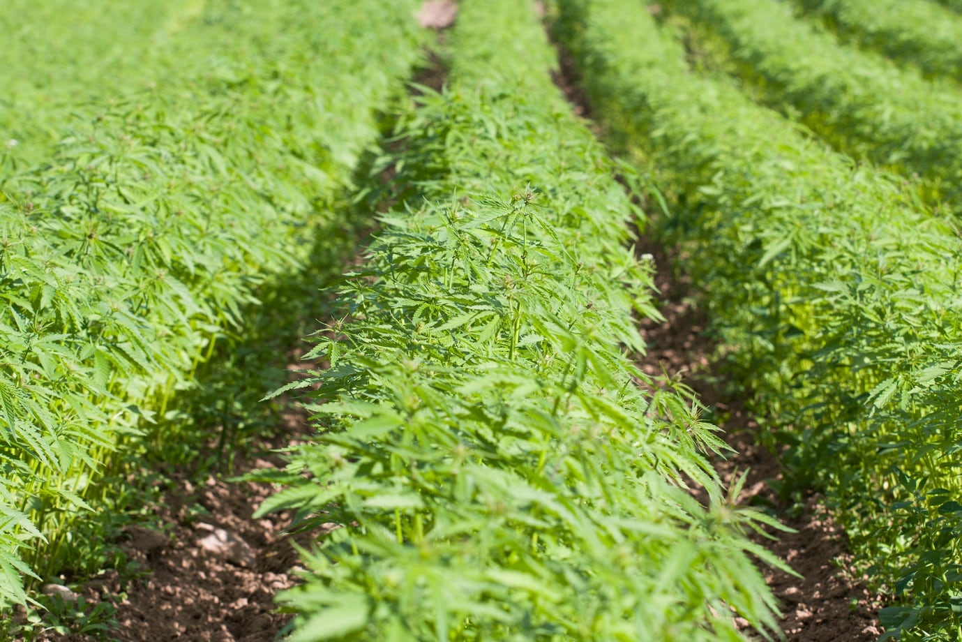 Kemin-enters-hemp-CBD-space-with-Luxiva-distillates-range.jpg