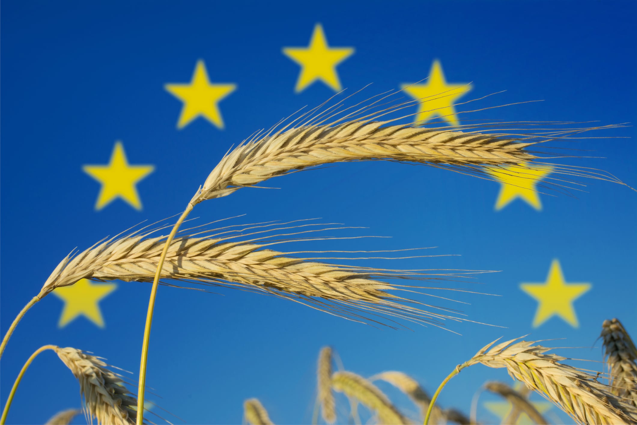 EFSA has a new leader: Who is Nikolaus Kriz?