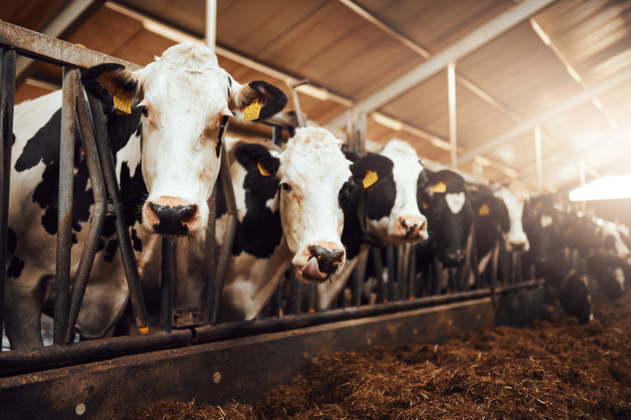 A ton of milk per cow lost in bird flu-stricken herd – study