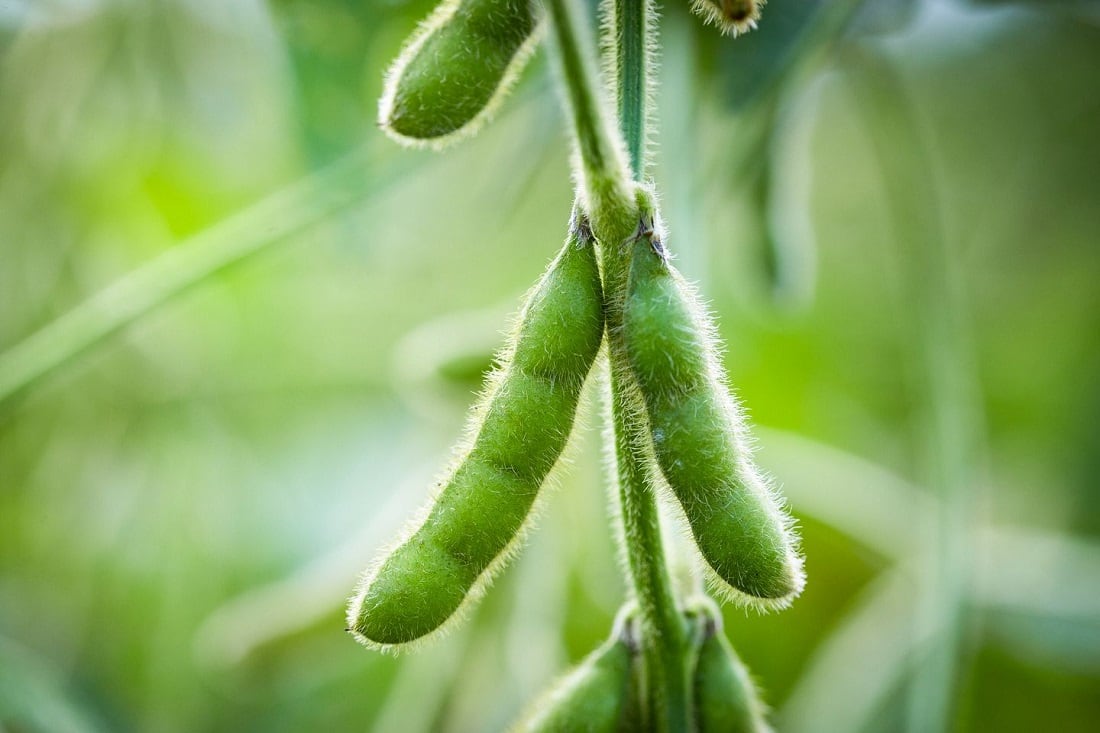 IFT-First-Benson-Hill-targets-plant-based-meat-sector-with-ultra-high-protein-soy-ingredients.jpg