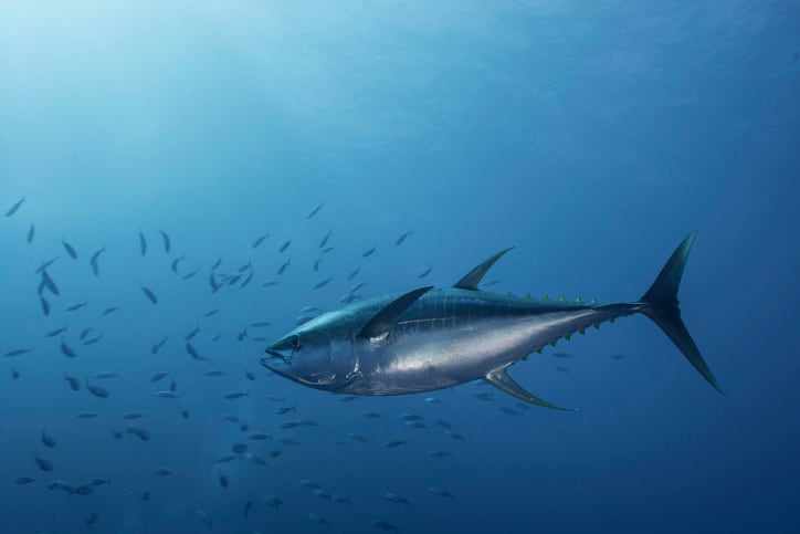 Seafood sector wades into controversial deep-sea mining debate