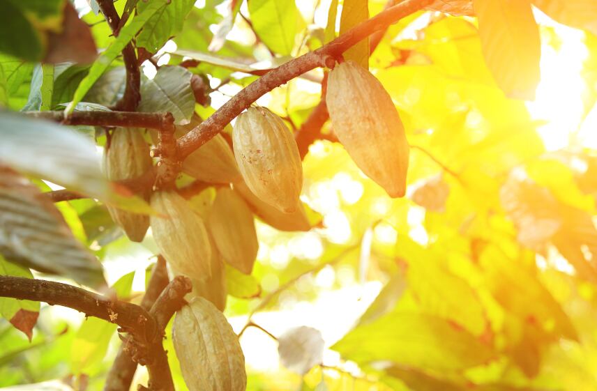 cocoa-pod-sun-istock.jpg