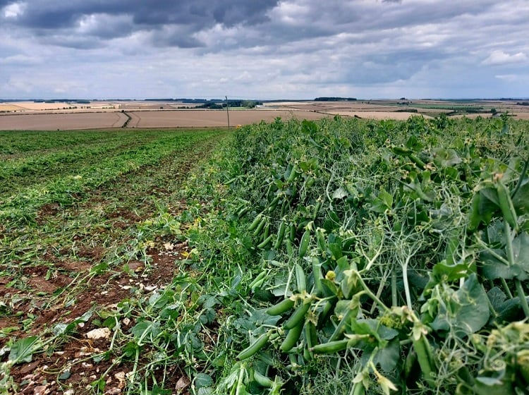 Peas picked to frozen in 150 mins: Behind the scenes at Birds Eye’s ‘just in time’ operation