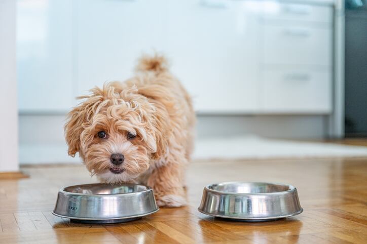 New tie-up aimed at expanding access to sustainable pet food ingredients