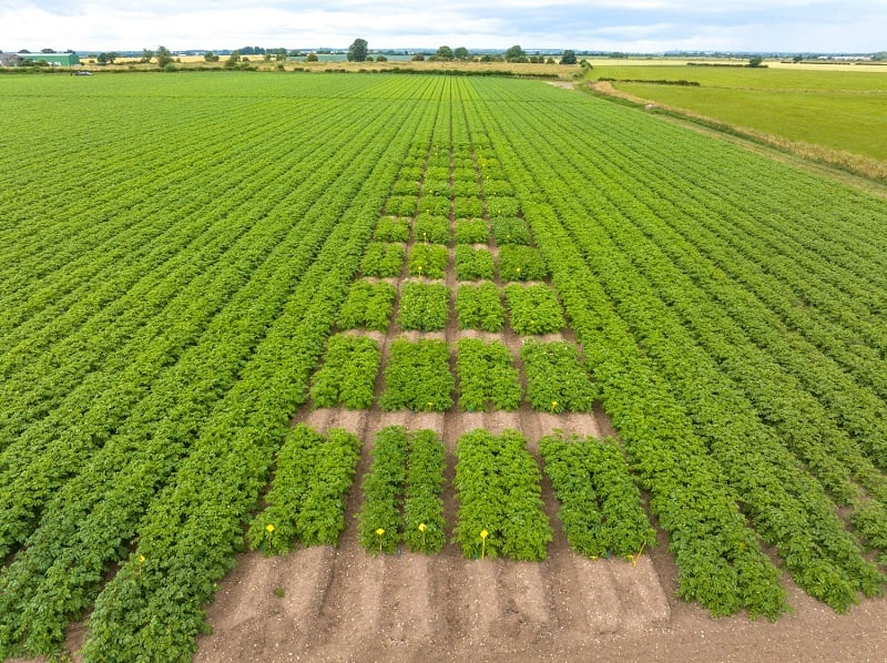 Branston’s race to net zero in the potato supply chain