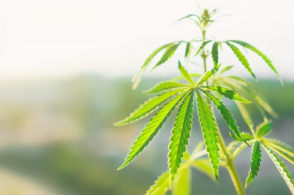 NCIA urges FDA to pursue ‘interim fix’ on CBD to reassure banks providing merchant services