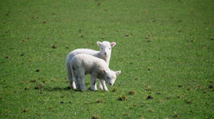 Ireland makes progress on Asian red meat access