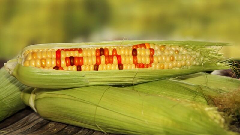 Stricter GMO governance expected in South Korea as public sentiment remains hostile