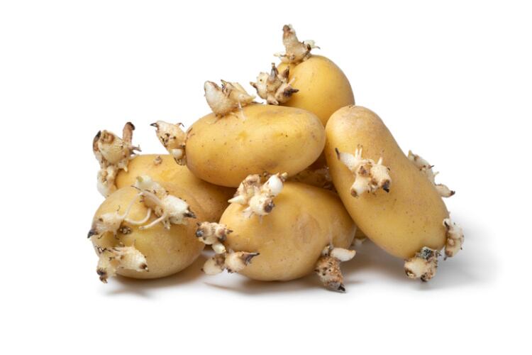 Sprouting-potatoes-Getty-PicturePartners.jpg