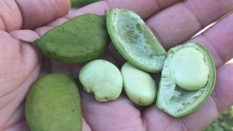 TerViva-raises-20m-to-fuel-plant-based-protein-ambitions-with-vertical-soy.jpg