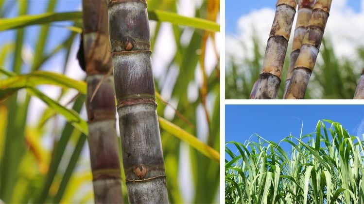 Expanding-the-sugar-reduction-toolbox-with-sugar-cane-and-molasses-distillates.jpg