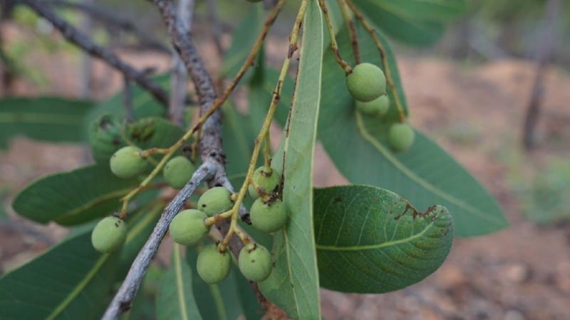 Undiscovered-treasure-Indigenous-Australian-green-plum-strong-candidate-for-commercialisation.jpg