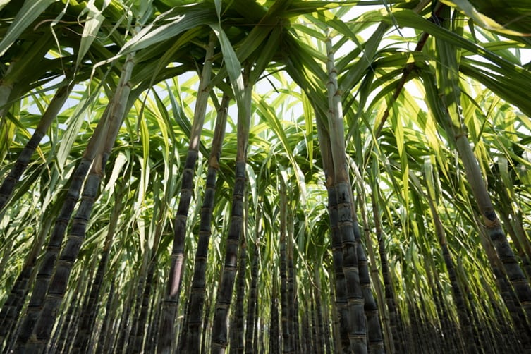 Bonsucro launches five-year plan: ‘We want to lead the sugarcane sector towards Science Based Targets on climate’