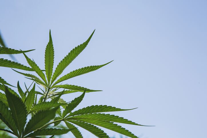 Molson Coors to exit CBD market in the US