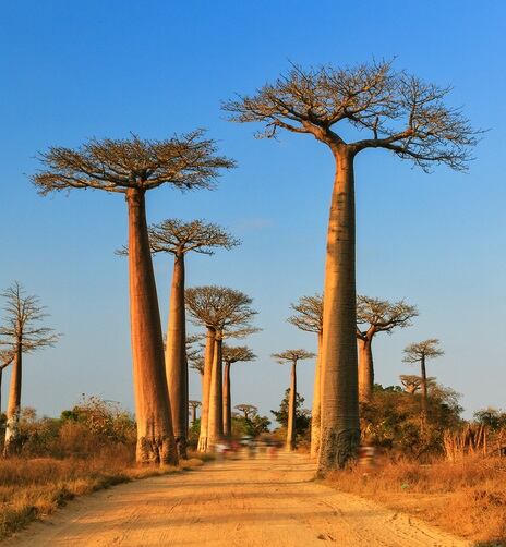 dennisvdw-istock-baobab-beveragedaily.jpg
