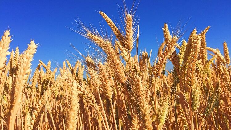 Misleading free-from labels: Indian regulator FSSAI to set standards for gluten-free claims