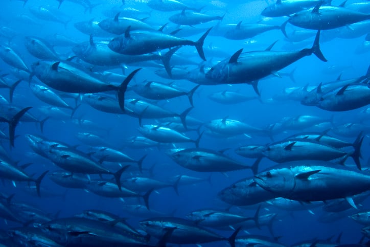 Reducing-reliance-on-imports-UAE-turns-to-aquaculture-to-boost-food-security.jpg