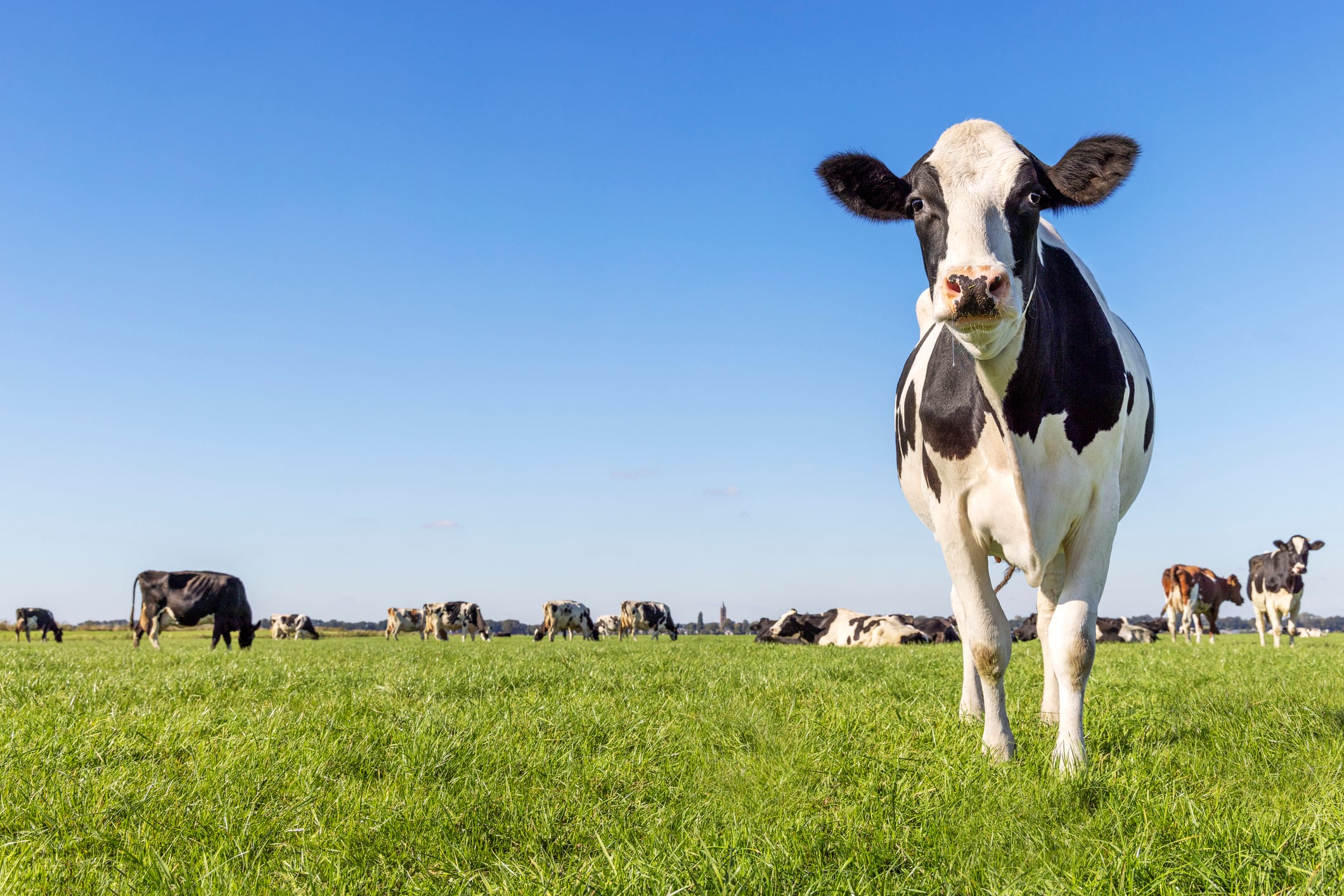 Dairy farmers press Congress on Milk from Family Dairies Act