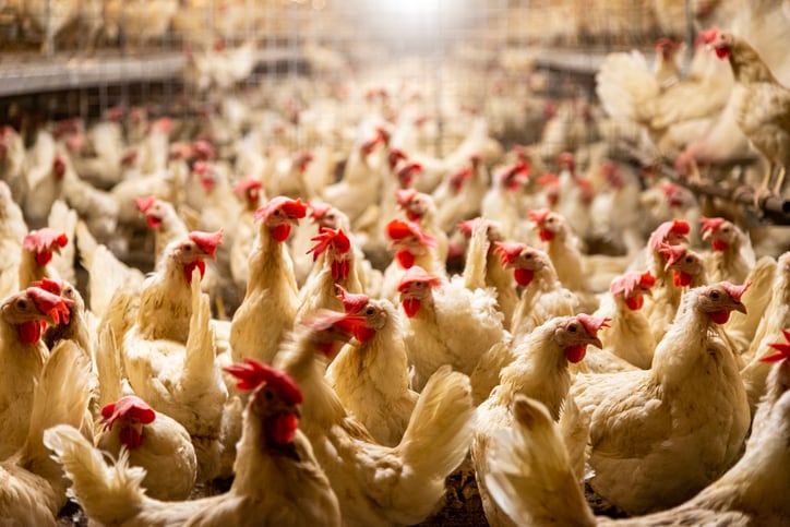 Threats-mount-against-nearly-finalized-proposed-update-to-organic-animal-welfare-standards.jpg