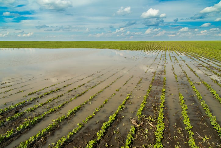 More extreme weather, continued shipping delays raise risks in botanical ingredient supply chains