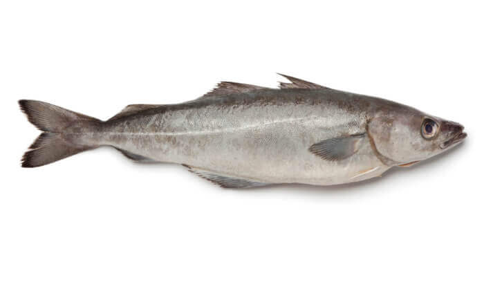 Wild-caught-Alaska-pollock-and-Pacific-hake-show-promise-as-a-sustainable-protein-source.jpg
