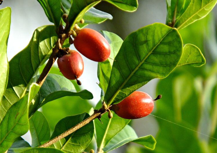 Move-over-stevia-Joywell-Foods-raises-6.9m-aims-to-commercialize-sweet-proteins-in-18-24-months.jpg
