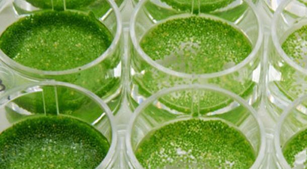 Duckweed-potential-Israeli-RCT-backs-protein-packed-strain-as-superfood-for-GI-control.jpg