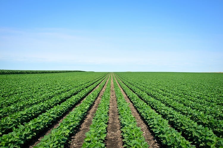 Sustainability at the source: How Unilever is addressing deforestation, living wages, and regenerative agriculture