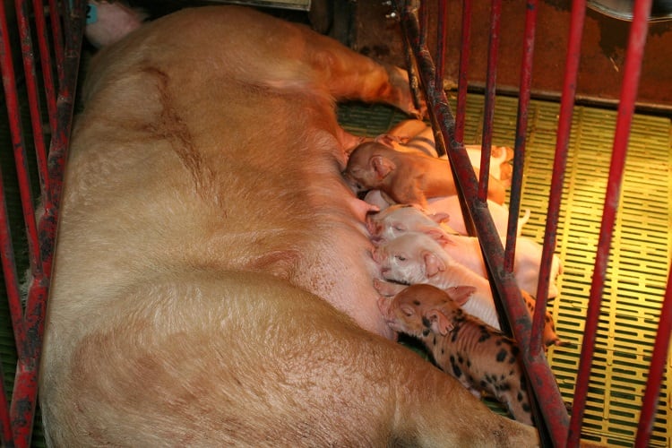pigs-farrowing-crate-cooda64.jpg