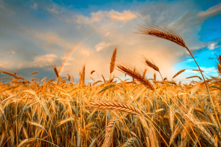 New modified wheat ‘could help tackle global food shortage’