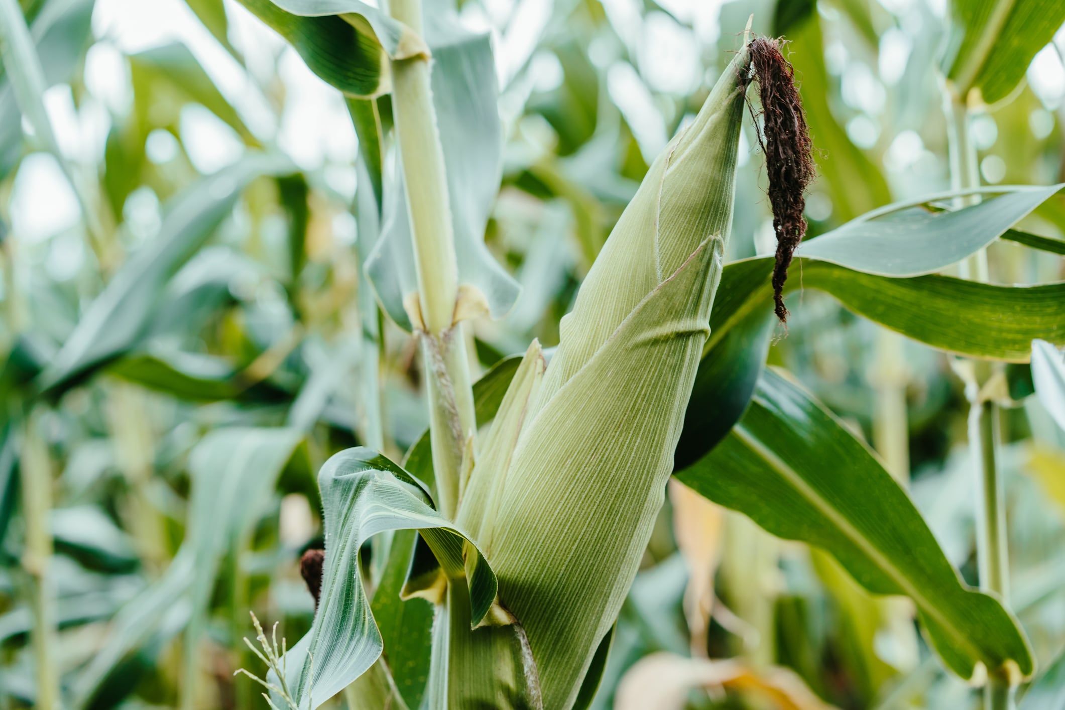 Corn plantation, Brazil