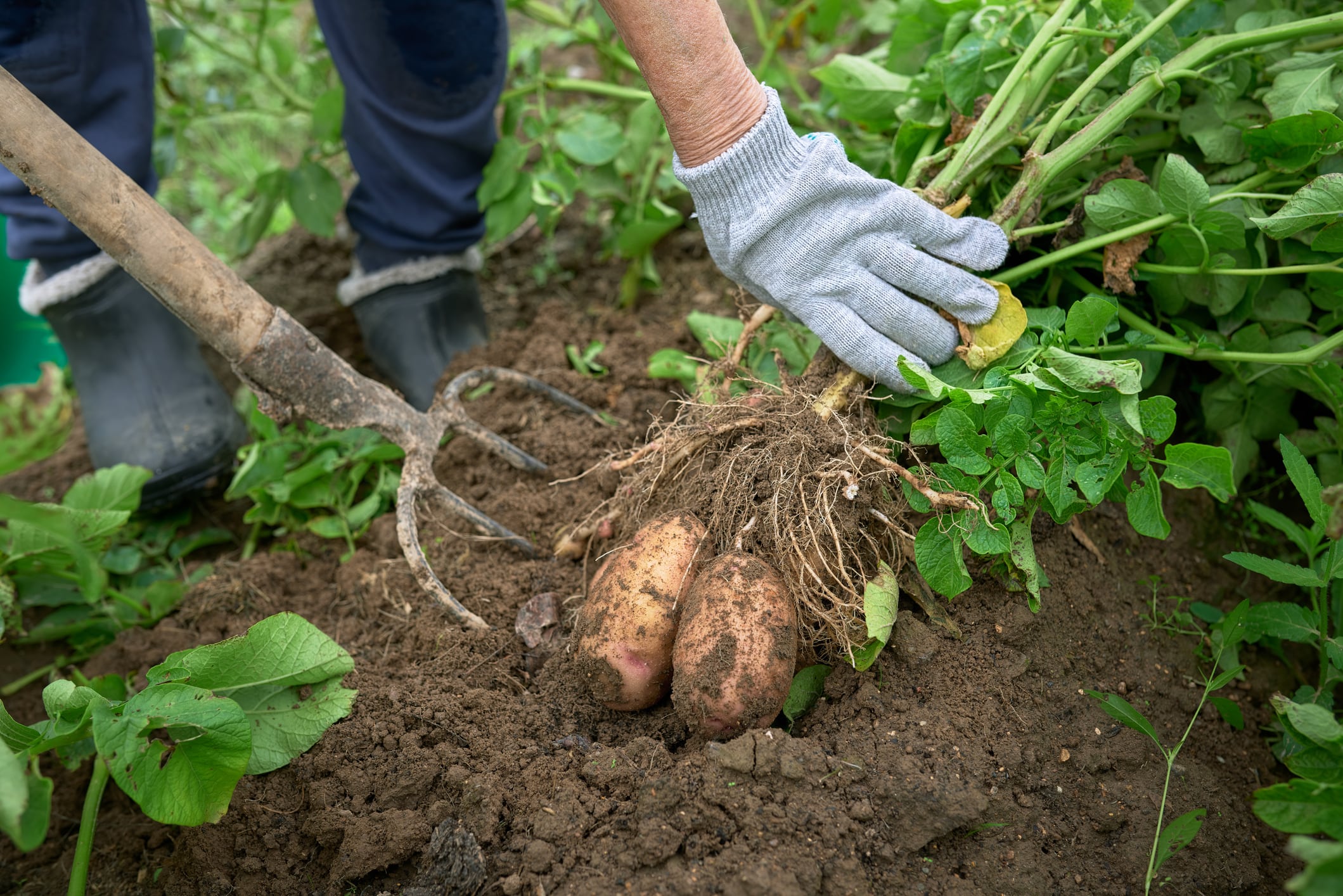 While potato prices fall globally, Russia experiences a shortage