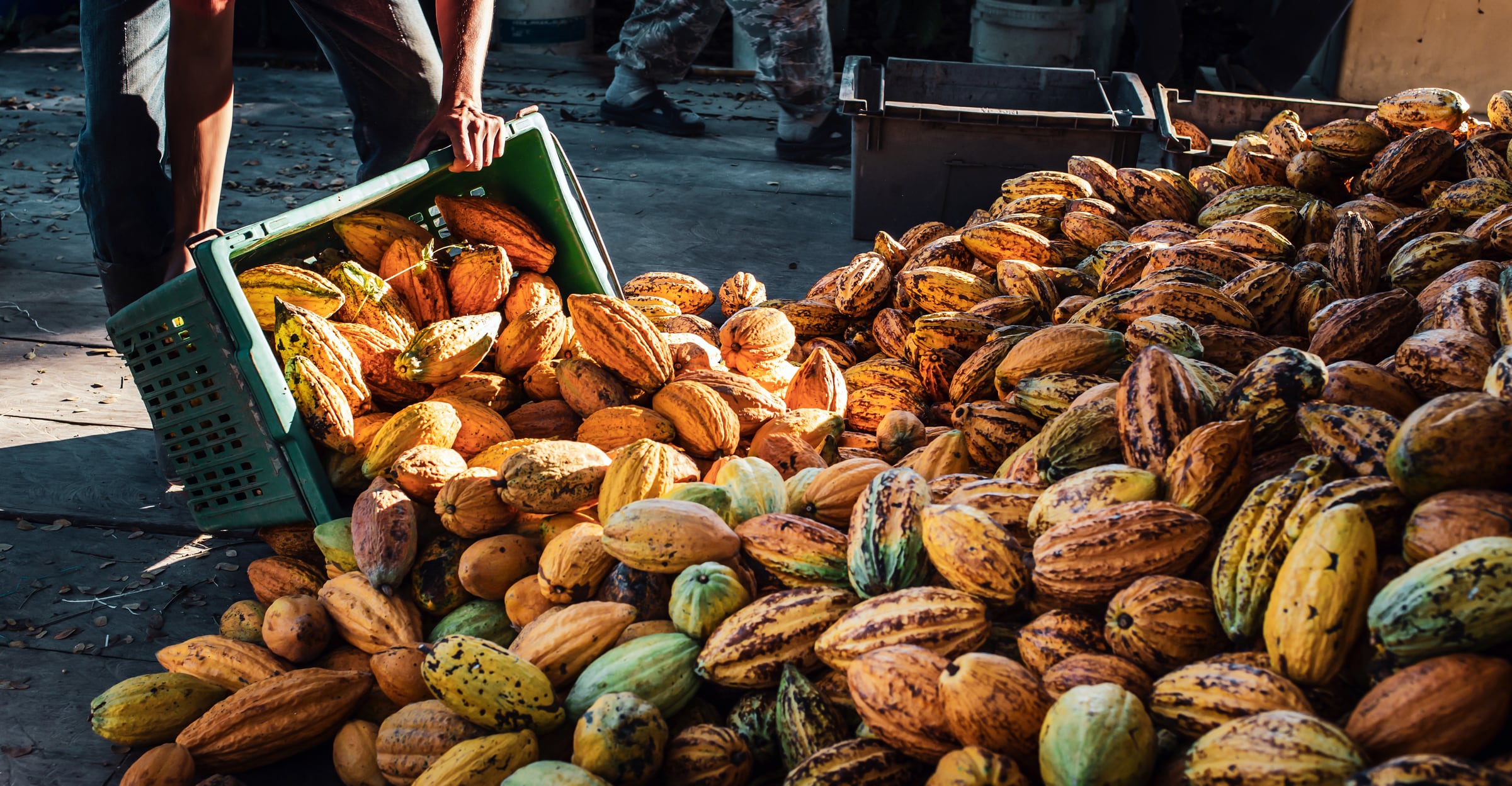 A worker in a cocoa factory pours baskets of yellow ripe cacao pods onto a pile of bulk large cocoa.