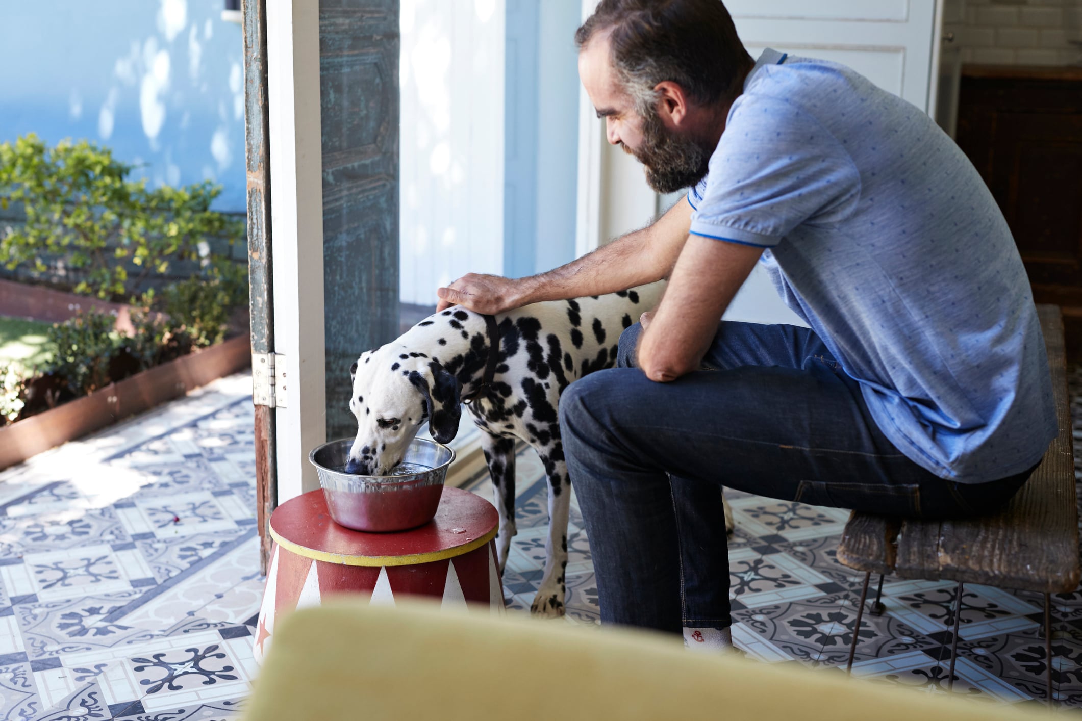 Insect protein bolsters antioxidant defences for dogs