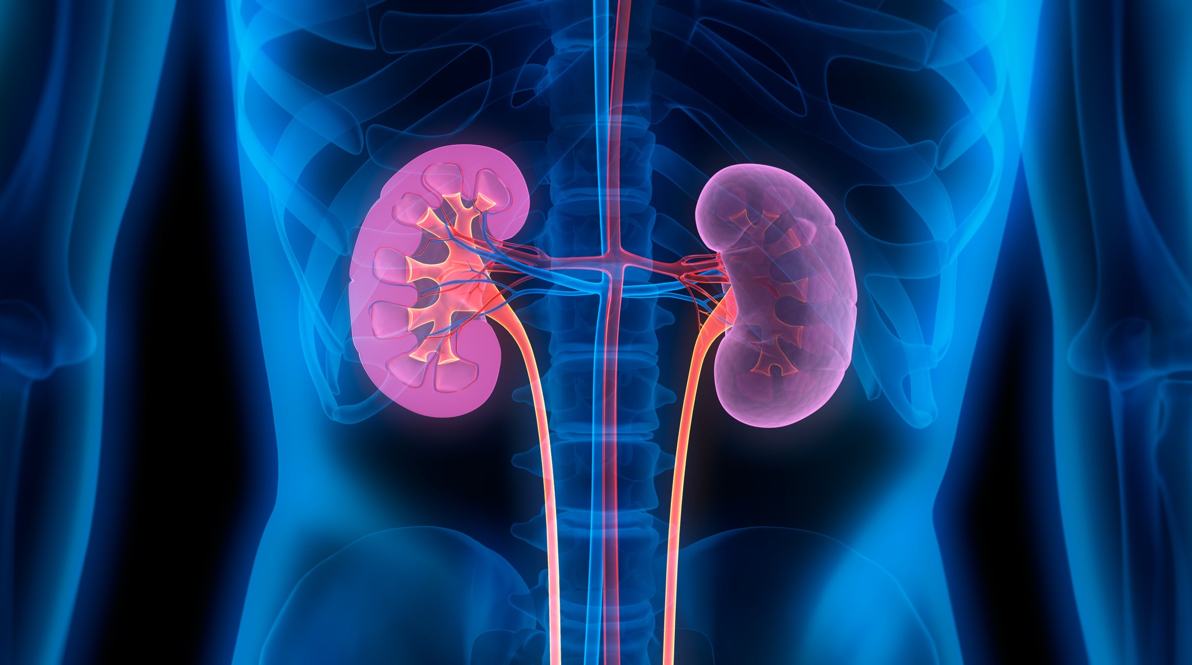 High-protein diets risk ‘irreversible kidney failure’, study warns
