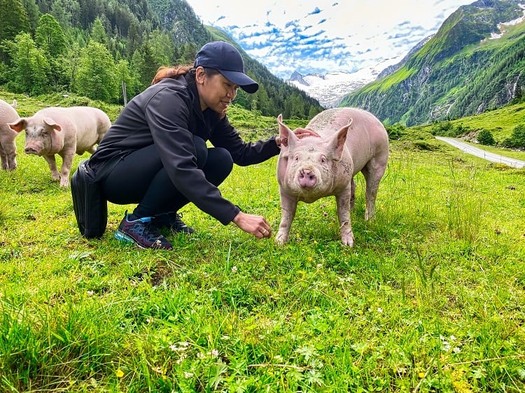 A study of low connectivity: The risks of infectious disease in Austria’s pig transportation system 