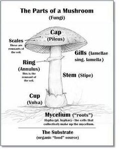 mushroom-diagram-Shane-Mulholland-forestorganics68_large.jpg