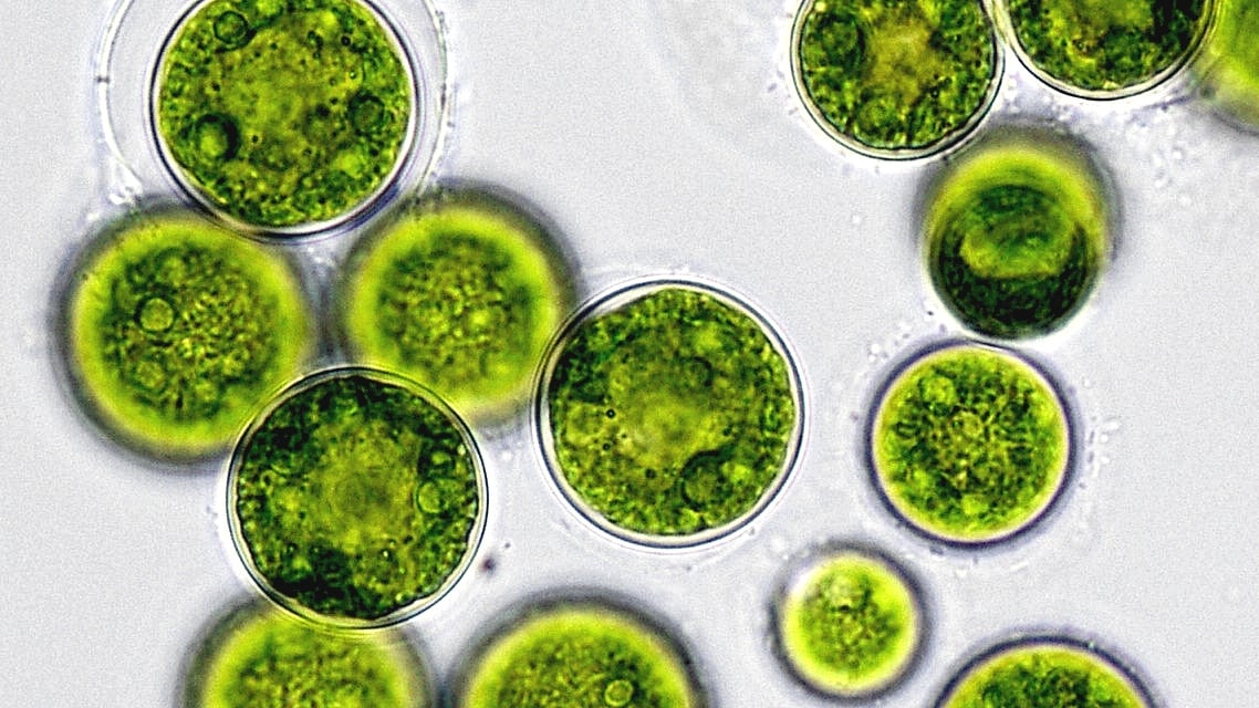 algae.jpg