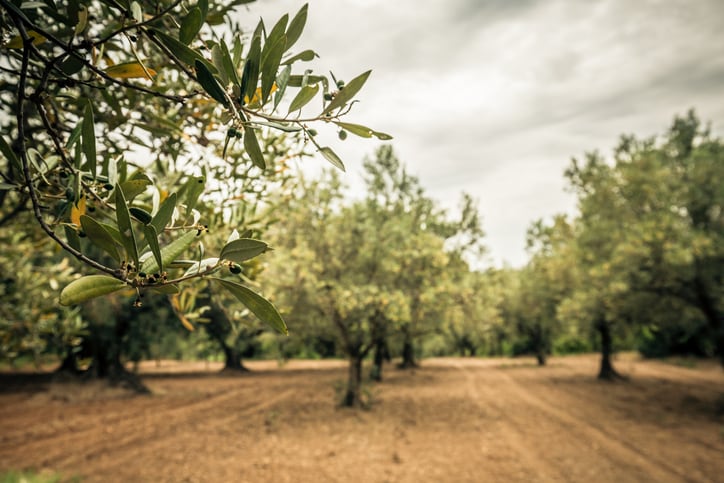 Europe adopts new measures against notorious olive blight Xylella fastidiosa