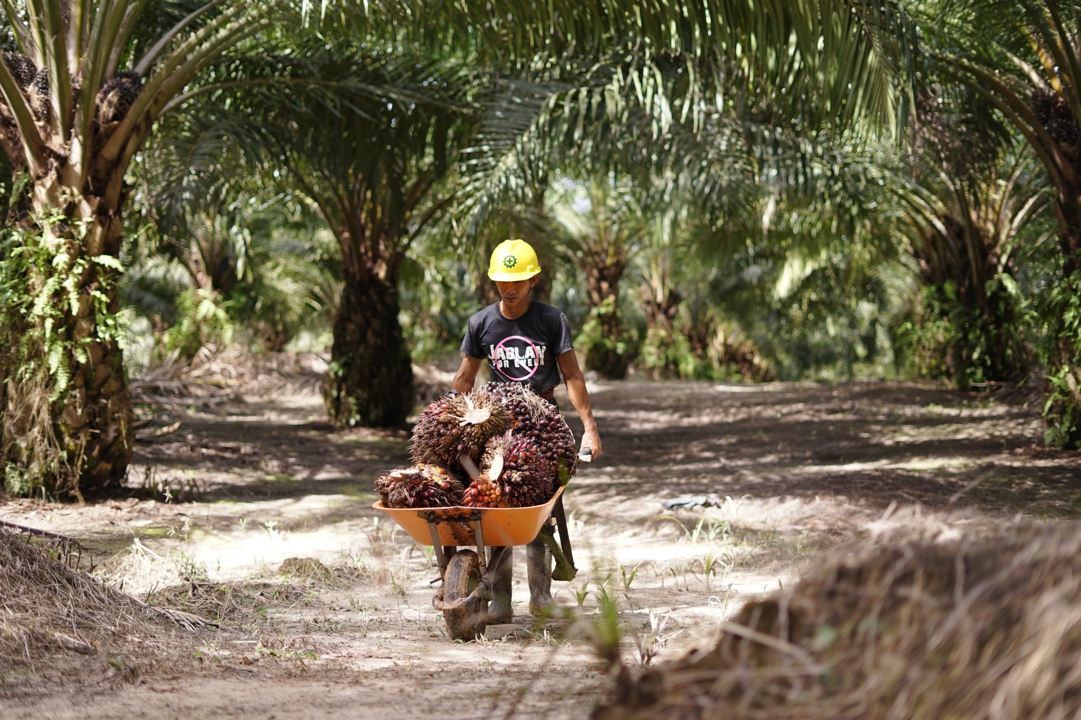 South Kalimantan, Indonesia - June 16, 2021: Palm oil fruits harvesting process