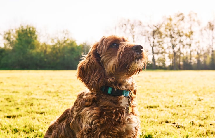 Calysta novel protein secures European pet food market entry