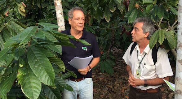 Bahia notebook: Why is rubber so important to the growing of cocoa in Brazil? 