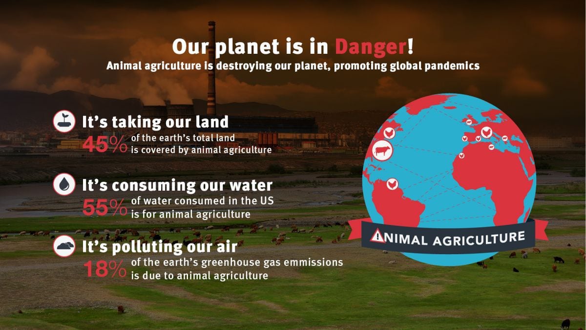 Meat-free-infographic-2.jpg